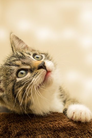 Cat in a Dog’s World, Neiro, and a Blazing-hot Presale with Over 0k Tally