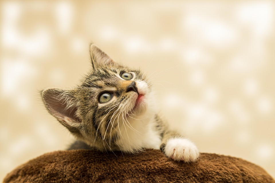Cat in a Dog’s World, Neiro, and a Blazing-hot Presale with Over 0k Tally