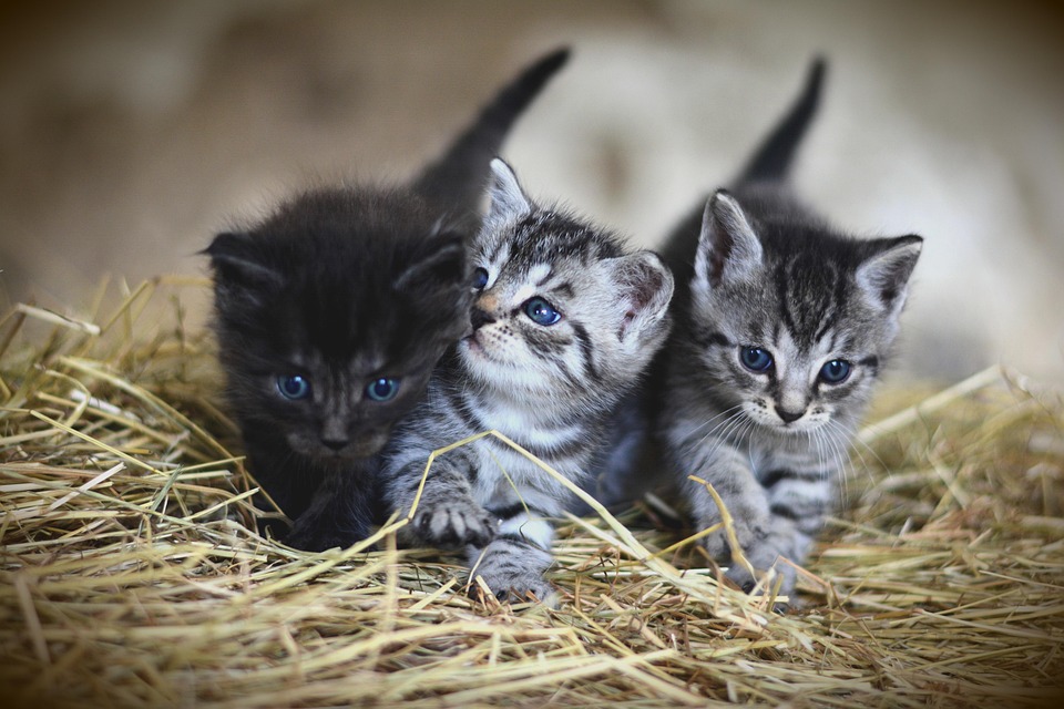 PWB Peeps Caturday Open Thread: Cat Characters