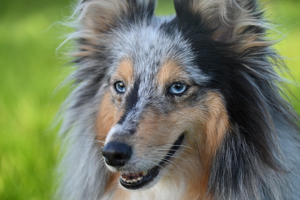 Dogs Have 2 Very Different Meanings of ‘Slay’ in Hilarious Video