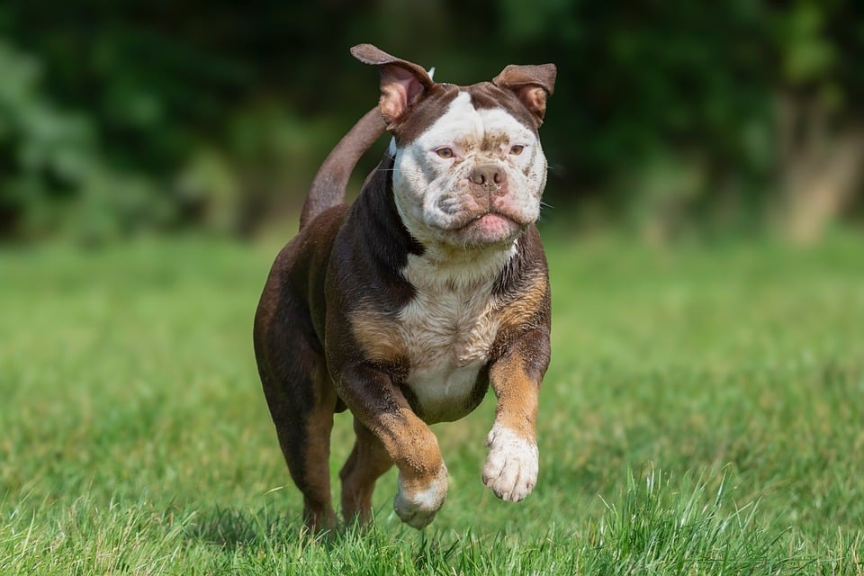 Top 5 Tips for a Healthier and Happier Pet in 2026