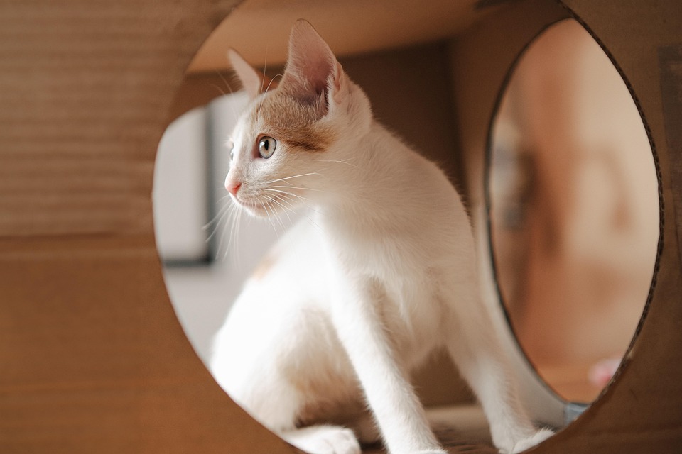 Pick of the Litter: Keeping pets safe over the holidays