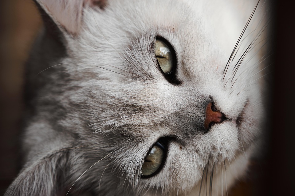 Hilariously Chaotic “Great British Memes” To Prove The U.K. Is Unlike Anywhere Else In The World (New Pics)