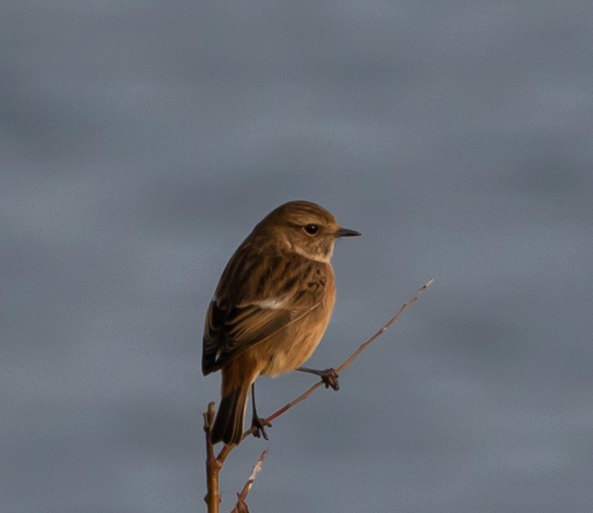 Santa Barbara Officials Warn Residents About Scam Emails Seeking Fake Invoice Payments