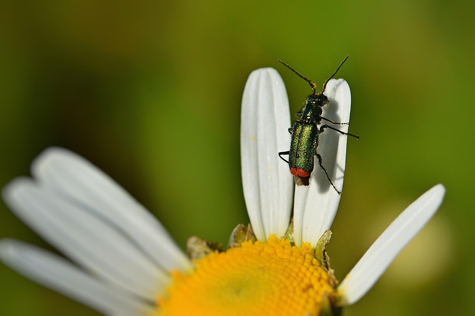 Zhipu AI Launches New Model Better at Coding, Learning