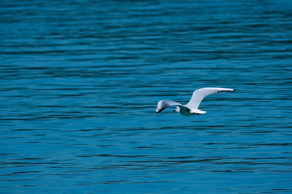 Google releases Nano Banana Pro, its latest image-generation model