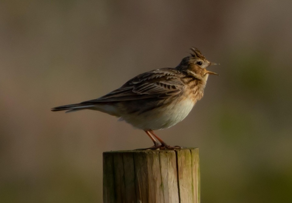 Brevo Distinguished Among Best Email Marketing Platforms