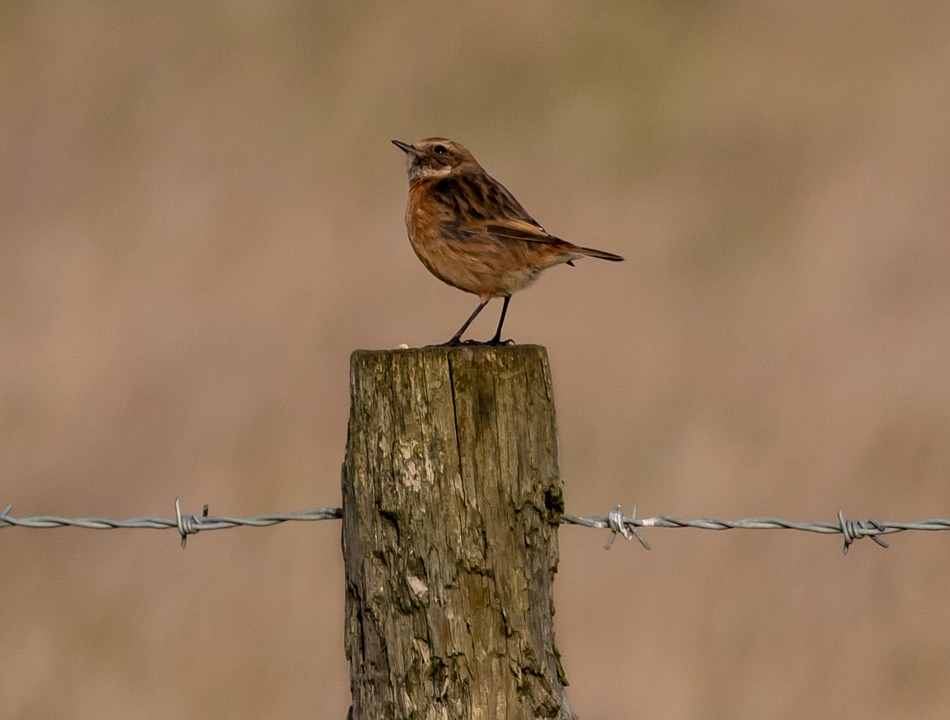 Email Marketing Delivers ROI and Stability Beyond Social Media