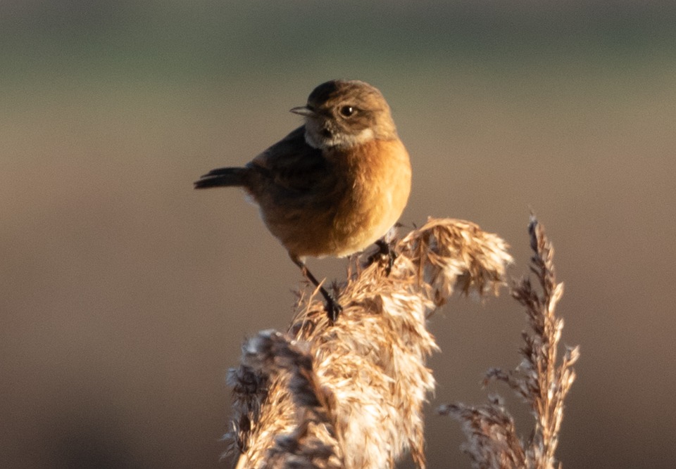 KlickTipp Review – German E-Mail Marketing Solution