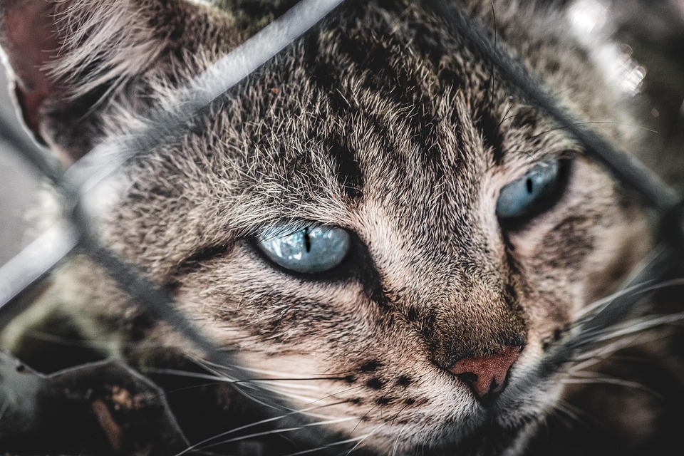 80 Funny Memes To Remind You How Awesome Cats Are