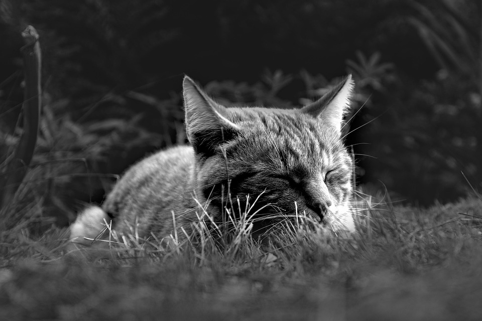 Spotlight on adoptable pets in the Lehigh Valley