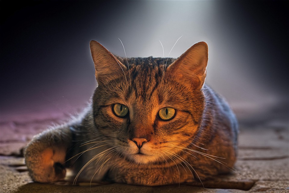 If Cat Memes Are Your Favorite Form of Self‑Care, These 80 Funny Posts May Make Your Day