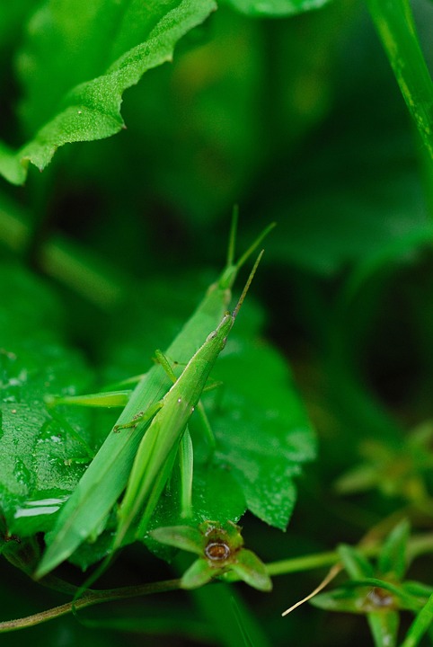 Wake Forest warning community about fraudulent email scam
