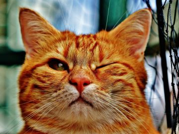 Portland firefighters gain new skills to help pets in emergencies