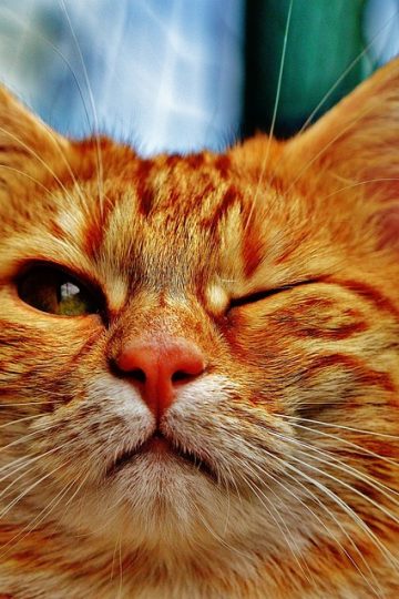 Portland firefighters gain new skills to help pets in emergencies