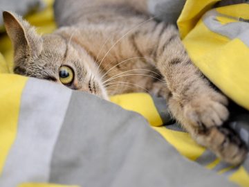 The pet I’ll never forget: Otto, the wild, people-loving golden retriever who had 20 volunteer dog walkers | Life and style