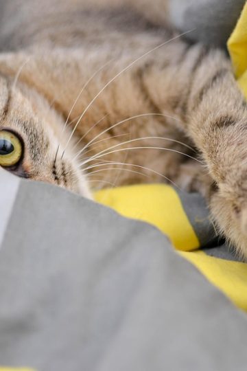 The pet I’ll never forget: Otto, the wild, people-loving golden retriever who had 20 volunteer dog walkers | Life and style