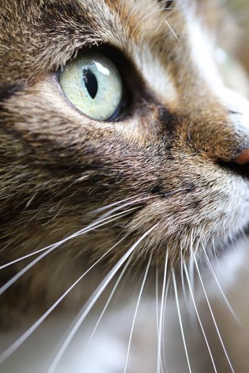 Help local pets thrive during SPCA's Spay Neuter Awareness Month