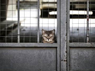 Pets of the Week, sponsored by Dr. PAWS, December 21, 2025