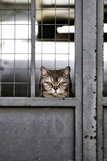 Pearl River County introduces microchip stations to reunite lost pets faster