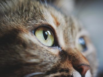 Lawrence Humane Society takes in pets surrendered because owners fear deportation, detainment – The Lawrence Times