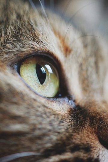 Lawrence Humane Society takes in pets surrendered because owners fear deportation, detainment – The Lawrence Times