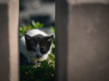 Best and worst purpose marketing ads of 2025