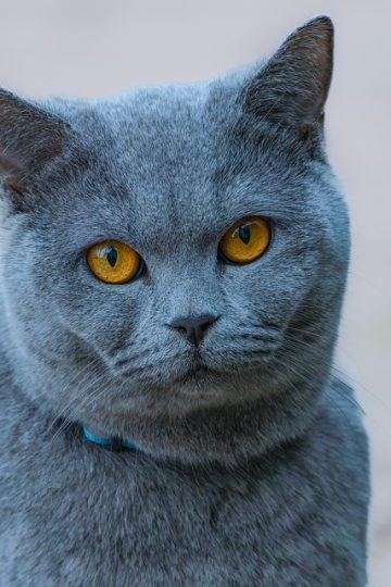 Drone helping people find lost pets