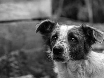 Protect pets during Central Texas cold weather