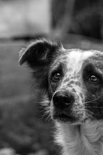 TV, It’s Not Just for Humans Anymore