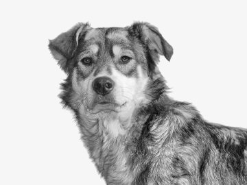 Protect your pets from these Valentine’s Day dangers this weekend