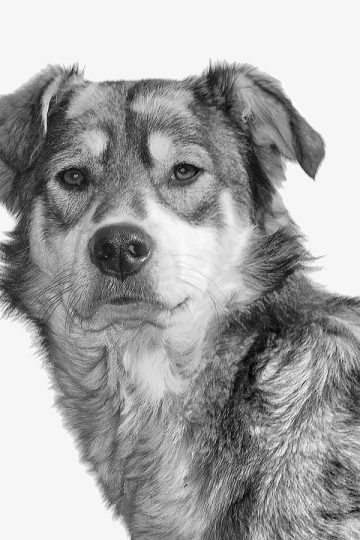 Meet Chipper: Pet of the Day