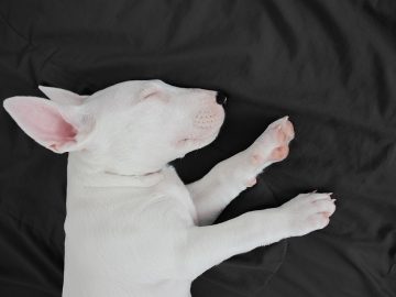 Keep pets safe around holiday decorations and foods 