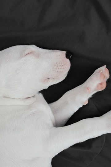 Leading insurer urges keeping pets away from the chocolate Valentines