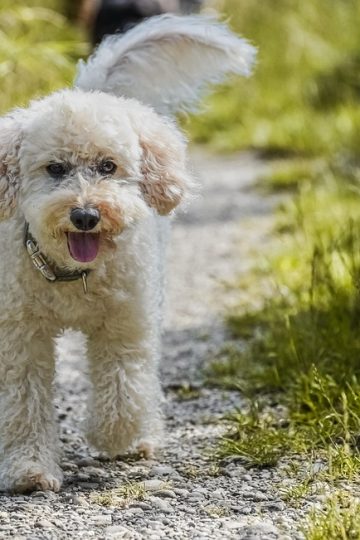 Steps for Shelter Pets