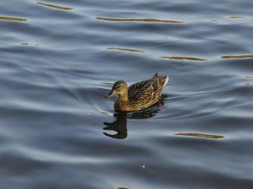 Erica D’Arcangelo: A Pizzeria Marketer’s Guide to Consistent Growth Through Instagram