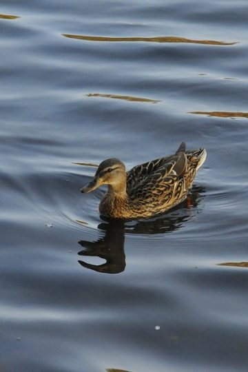 Erica D’Arcangelo: A Pizzeria Marketer’s Guide to Consistent Growth Through Instagram