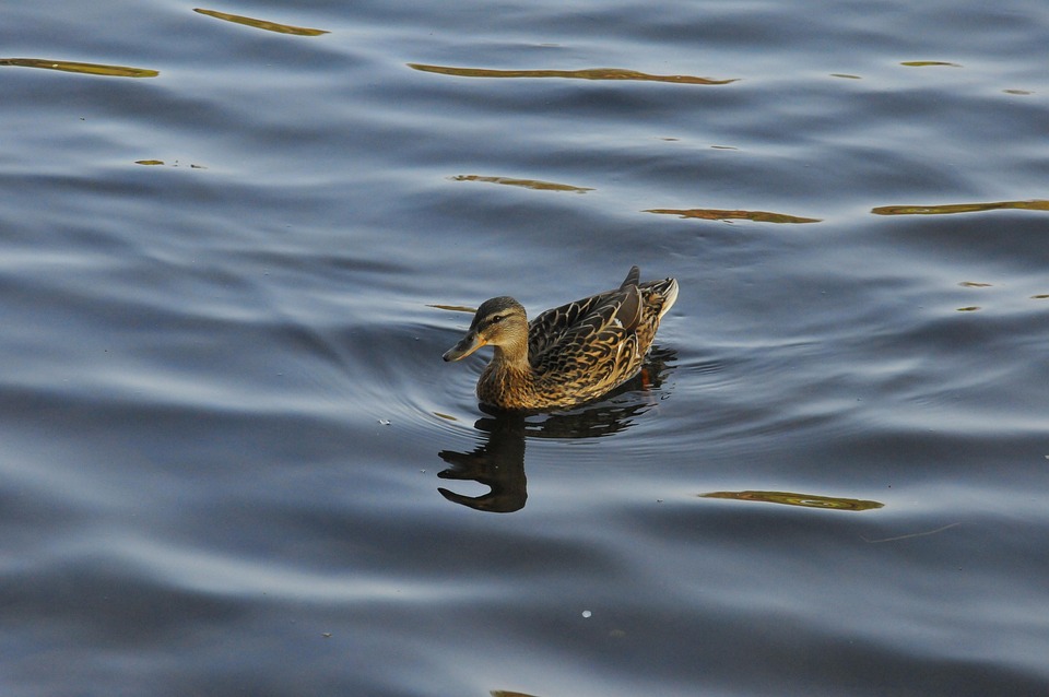 Erica D’Arcangelo: A Pizzeria Marketer’s Guide to Consistent Growth Through Instagram