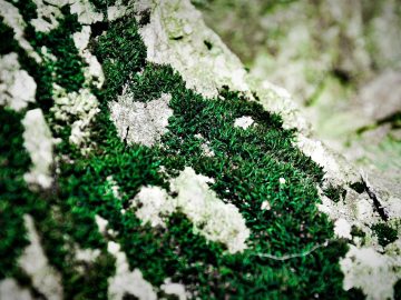 The Shade Room (@theshaderoom)