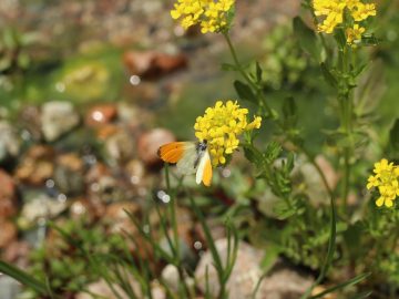 Google's Opal just quietly showed enterprise teams the new blueprint for building AI agents