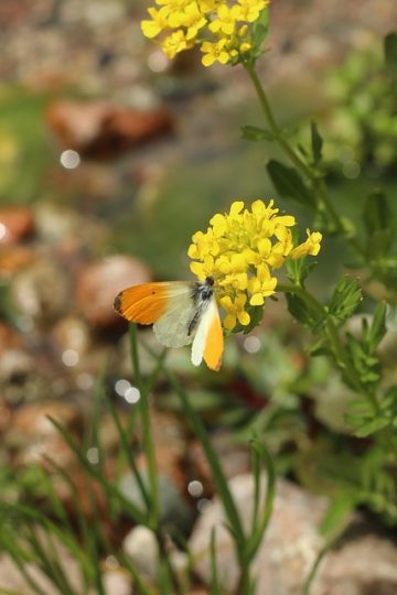 Google's Opal just quietly showed enterprise teams the new blueprint for building AI agents