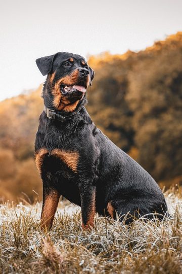 1 person injured and pets rescued after Claremont building fire, officials say