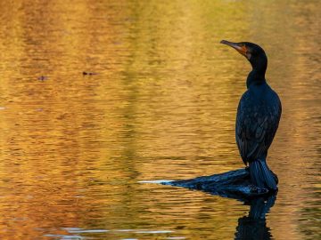 Poynter and Hacks/Hackers partner to keep fast AI adoption aligned with journalism ethics