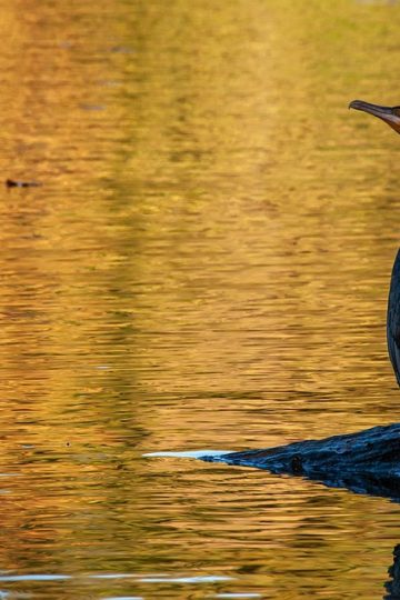 Huntsman Mental Health Institute contributes to new framework ensuring ethical and fair use of AI in health care