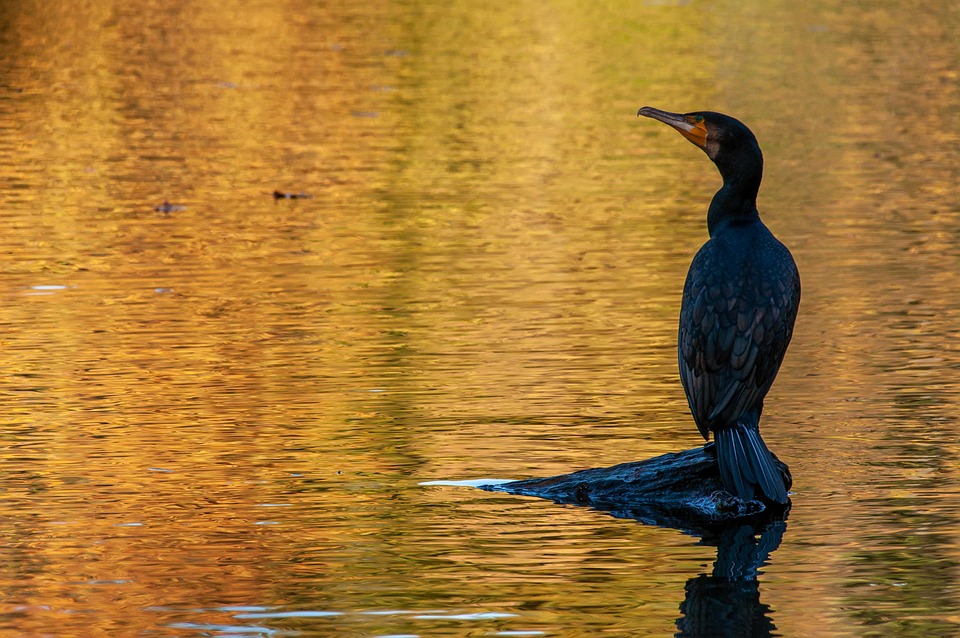 Poynter and Hacks/Hackers partner to keep fast AI adoption aligned with journalism ethics