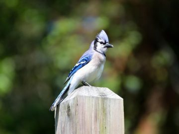 LAPS Alerts Parents About Phishing, Spam, Robo Calls And Last Weekend’s Bomb Scare – Los Alamos Reporter