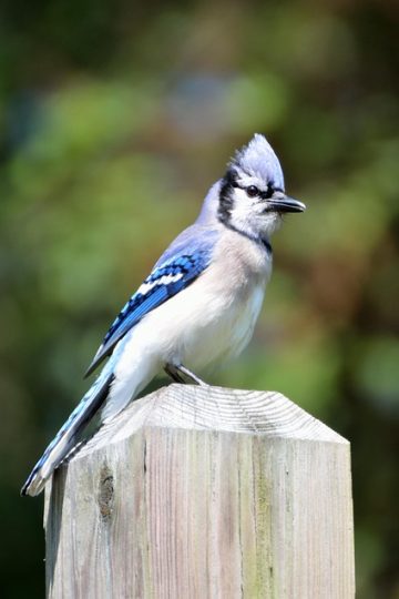 LAPS Alerts Parents About Phishing, Spam, Robo Calls And Last Weekend’s Bomb Scare – Los Alamos Reporter