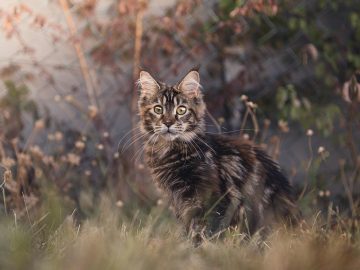 Photos: Pets enjoy snow day in East Tennessee