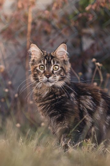 Why is grooming your pet so important?