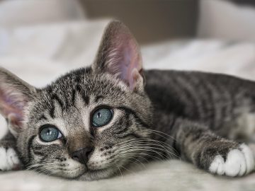 Unraveling The Phenomenon Of Angry Cat Meme GIFs: A Deep Dive-